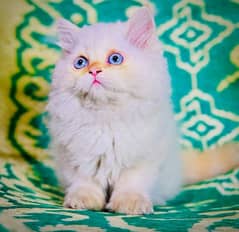 Persian kittens for sale(adult cat on adoption) (03295811855 WhatsApp)