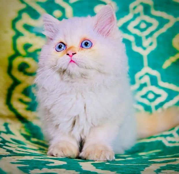 Persian kittens for sale(adult cat on adoption) (03295811855 WhatsApp) 0