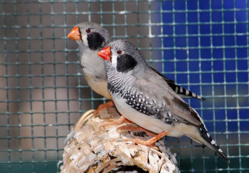 Black cheek pair ready for third breed majestic colours 0