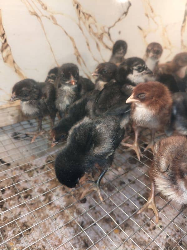 Aseel chicks for sale par pis 1000 1