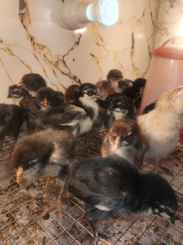 Aseel chicks for sale par pis 1000 5