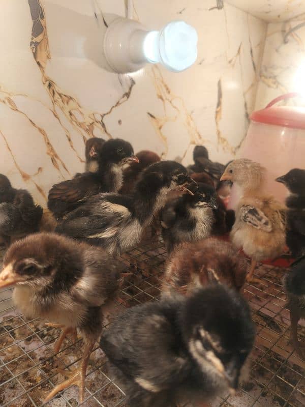 Aseel chicks for sale par pis 1000 6