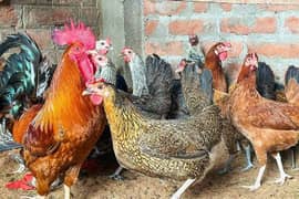 Pure Desi hens / golden mirsi Ghar ki Pali hoi