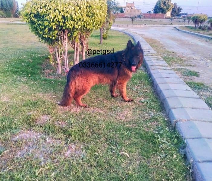 Pedigree Male dog For sale 0