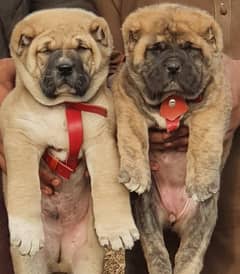 kurdish kangal Pair / kurdish kangal puppies for sale