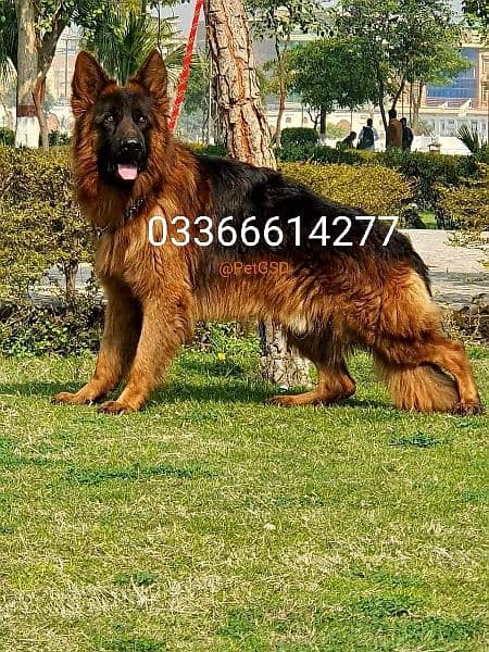 Pedigree Male dog For sale 1