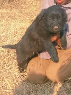 German Shepherd puppy| Long Coat puppies | Dog For Sale | GSD