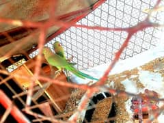 Ringneck breeder pair