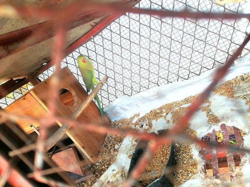 Ringneck breeder pair 1