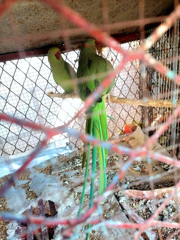 Ringneck breeder pair 3