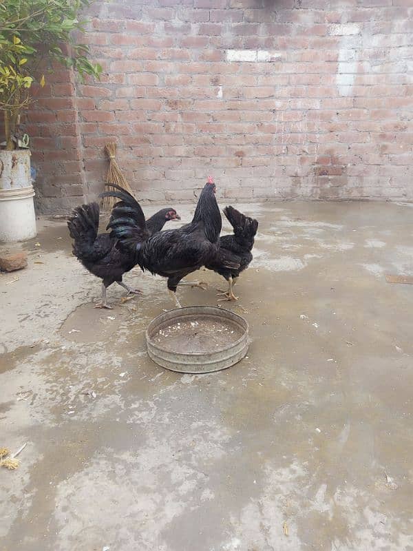 Black astralop eggs laying hens 3