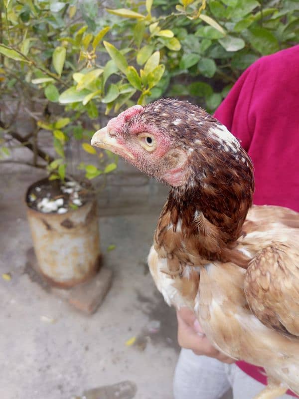 Black astralop eggs laying hens 11