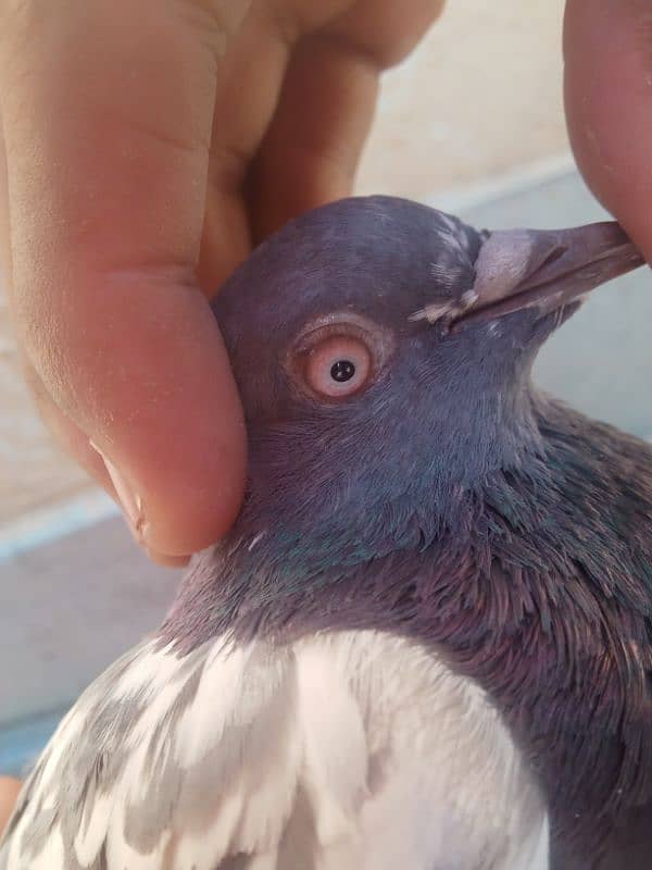 teddy pair with 9days pigeon babies 11