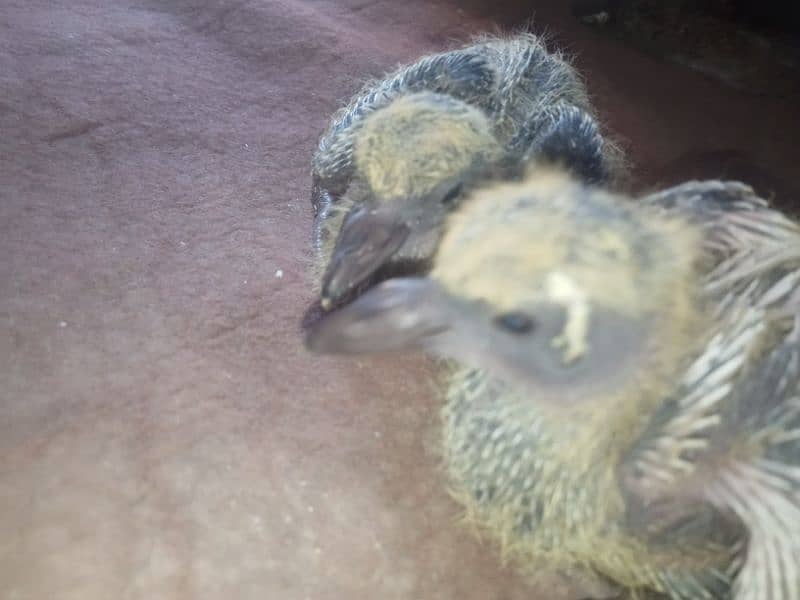 teddy pair with 9days pigeon babies 15