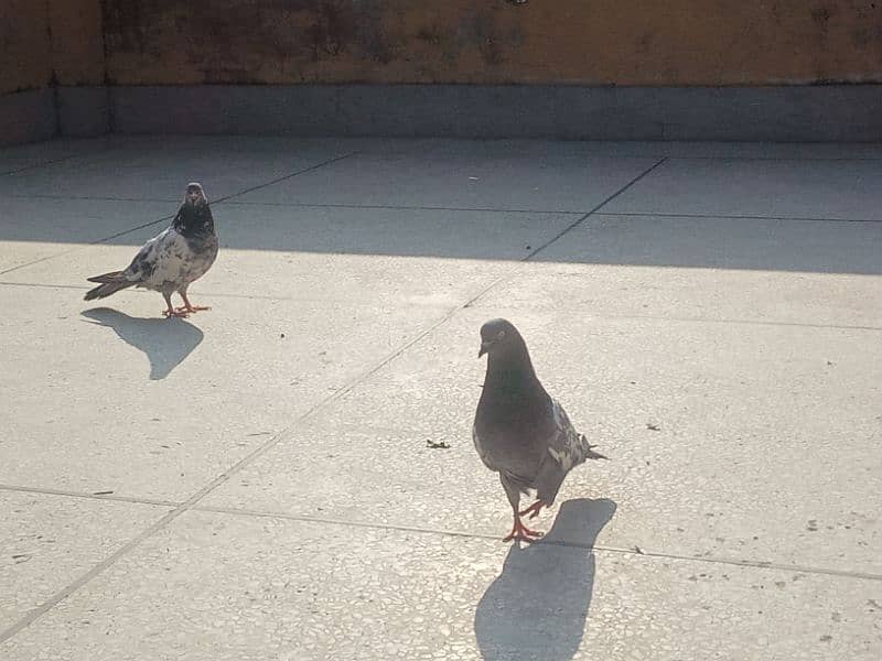 teddy pair with 9days pigeon babies 16