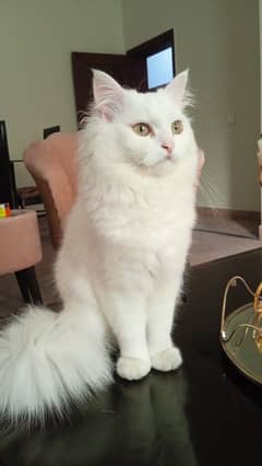 Persian male cat available for mating