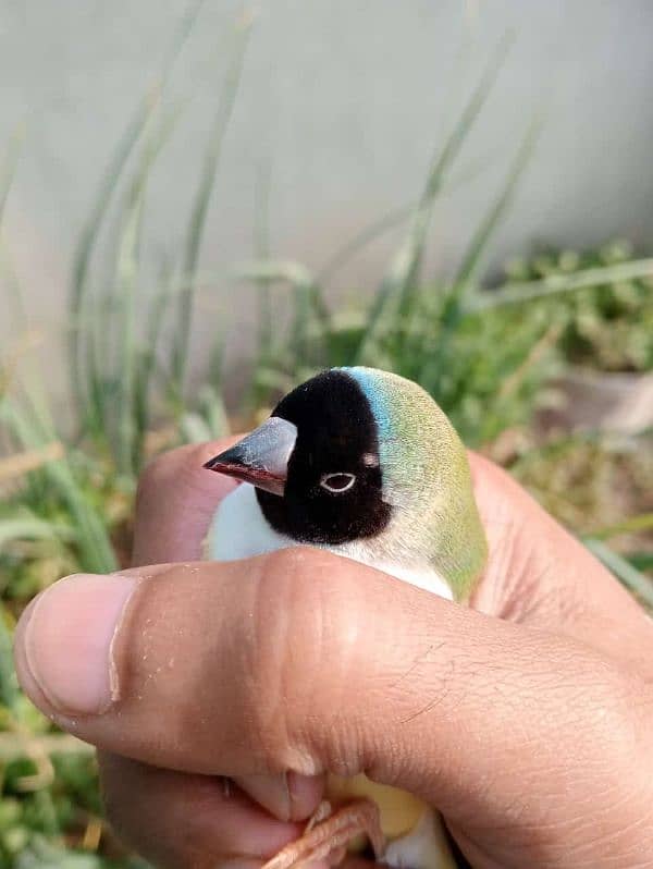 Common Goldian Lutino Goldian Pair Available finches Mutations 1