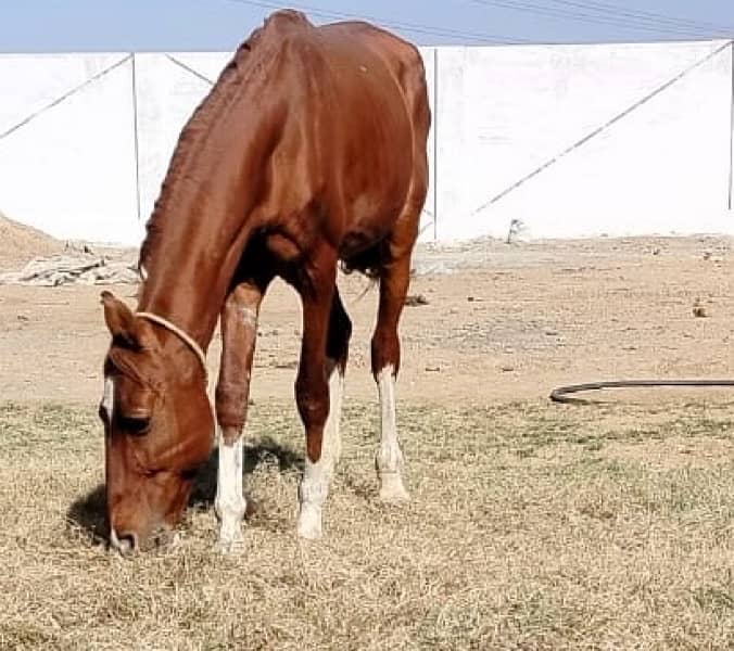 big horse for sale in karachi 0