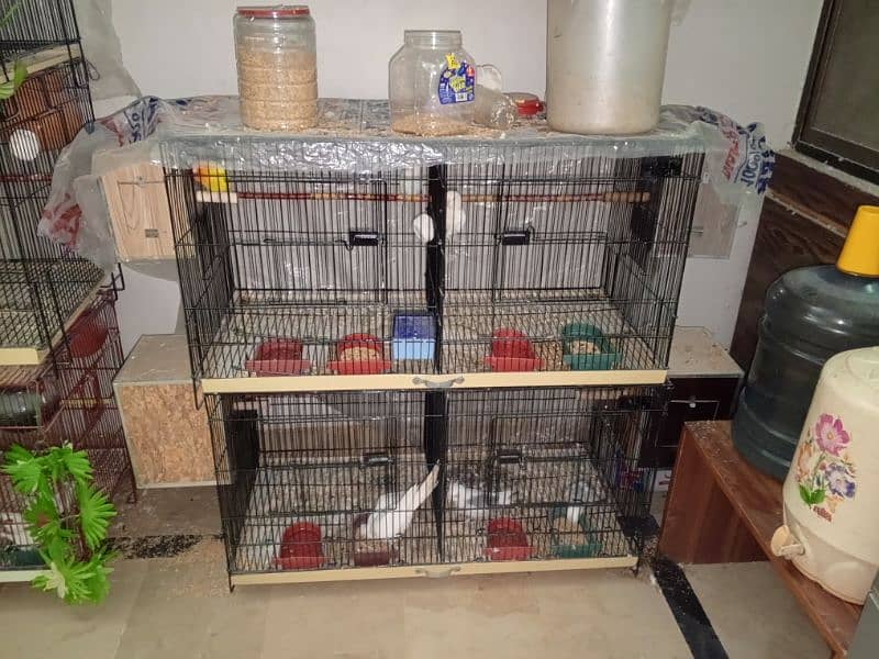 selling my different types of birds including cages 0