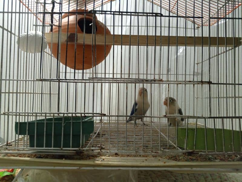 selling my different types of birds including cages 2