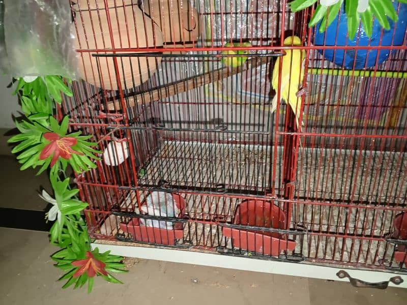 selling my different types of birds including cages 3