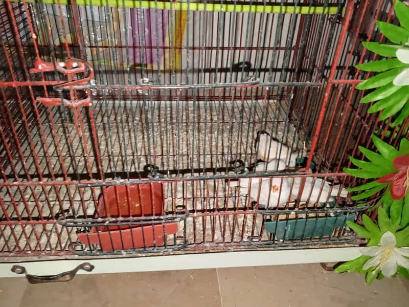 selling my different types of birds including cages 4