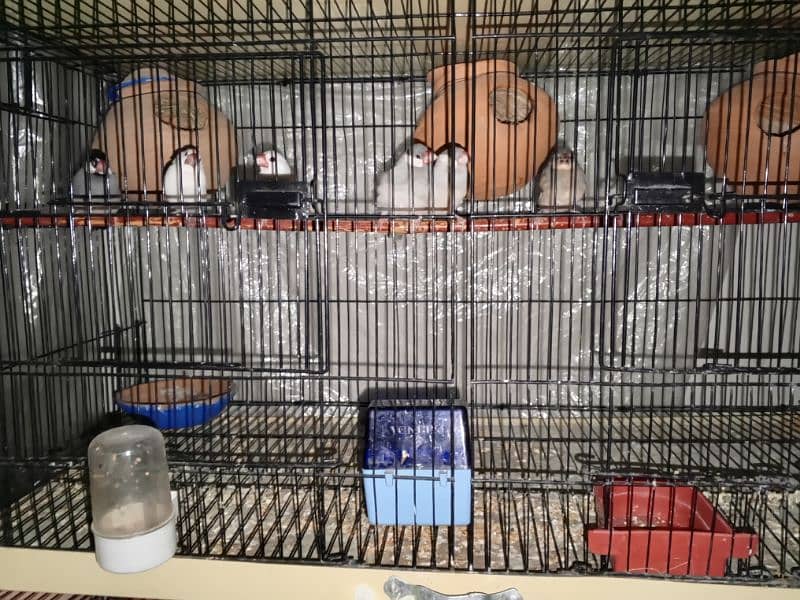 selling my different types of birds including cages 5