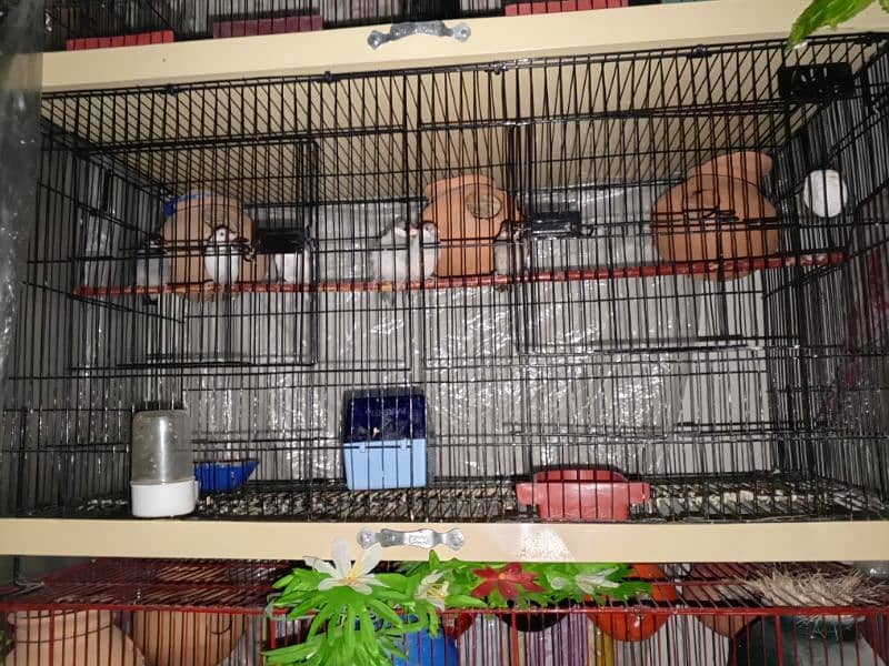 selling my different types of birds including cages 6