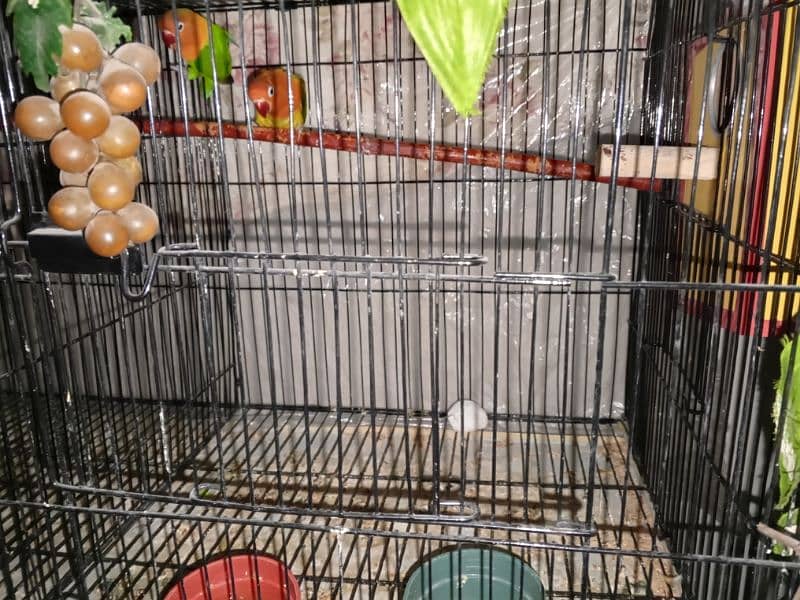 selling my different types of birds including cages 7