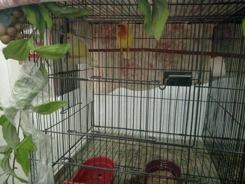 selling my different types of birds including cages 8