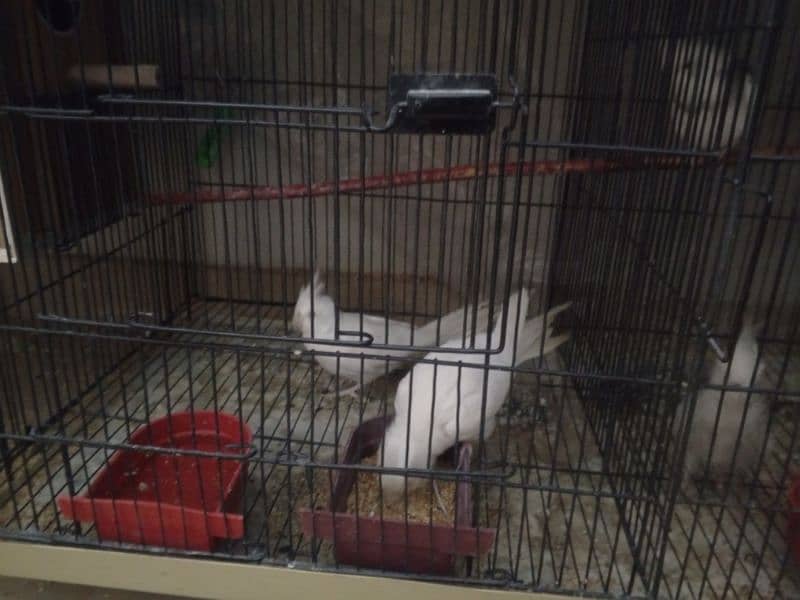 selling my different types of birds including cages 9