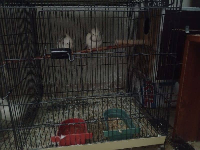 selling my different types of birds including cages 10