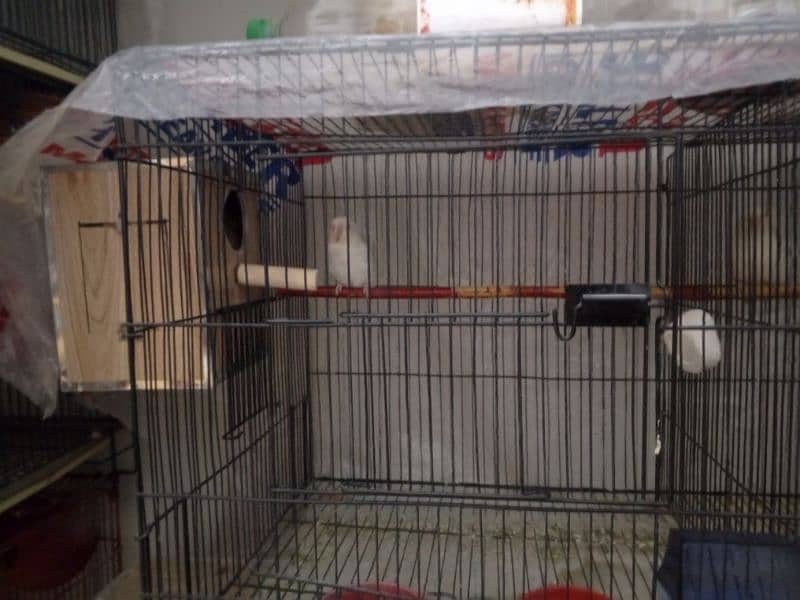 selling my different types of birds including cages 11