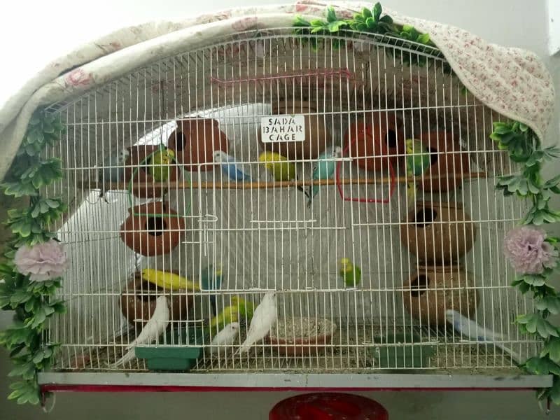 selling my different types of birds including cages 12