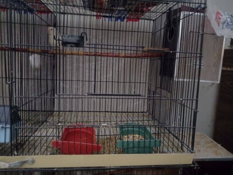 selling my different types of birds including cages 13