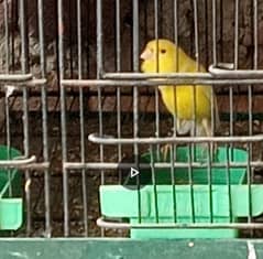 CANARY BREDAR. . . . love birds 2 working female