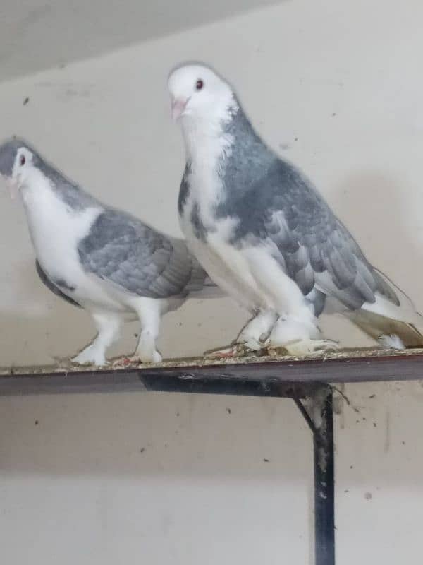 Silver Sherazi pair/urgent for sale 0