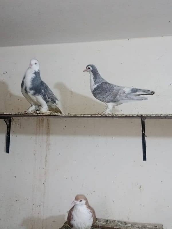 Silver Sherazi pair/urgent for sale 2