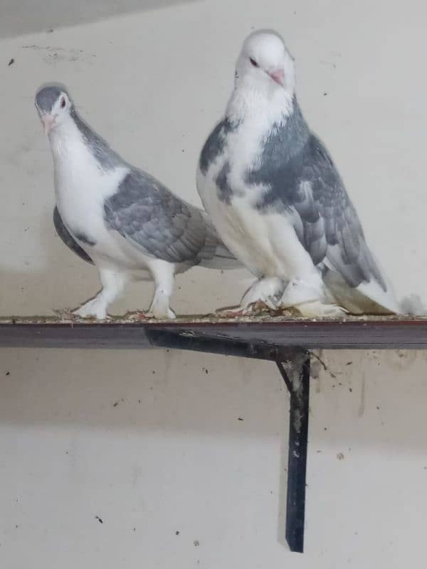 Silver Sherazi pair/urgent for sale 3