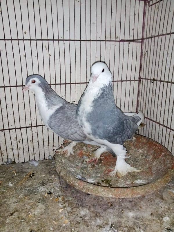 Silver Sherazi pair/urgent for sale 4