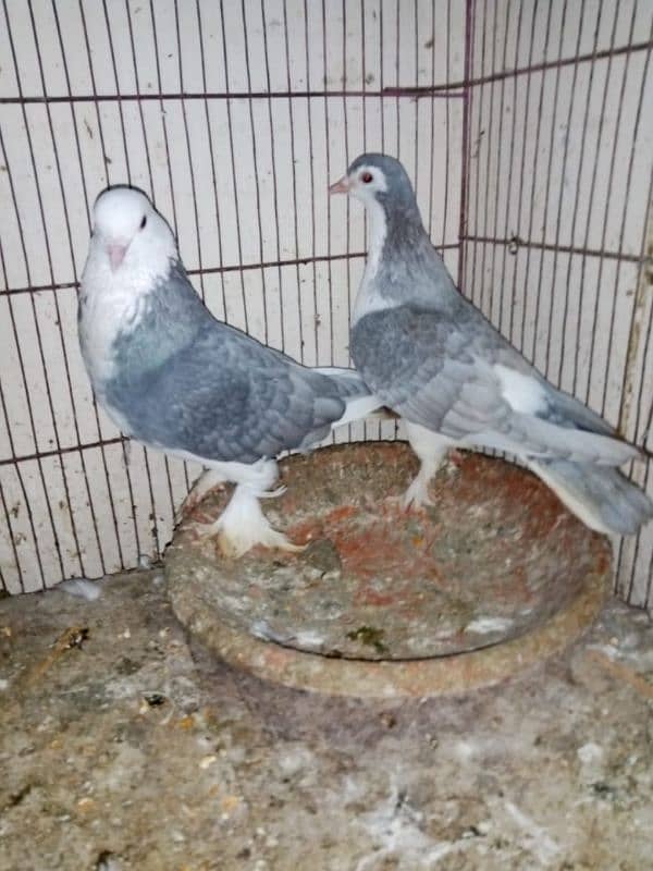 Silver Sherazi pair/urgent for sale 5