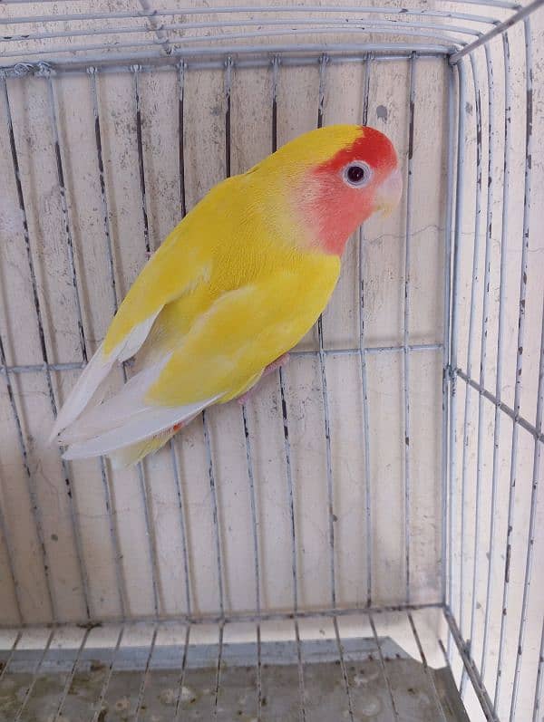 common lutino love bird 0