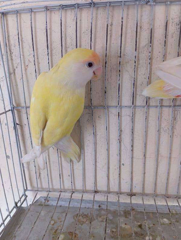 common lutino love bird 1