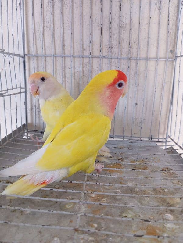 common lutino love bird 2