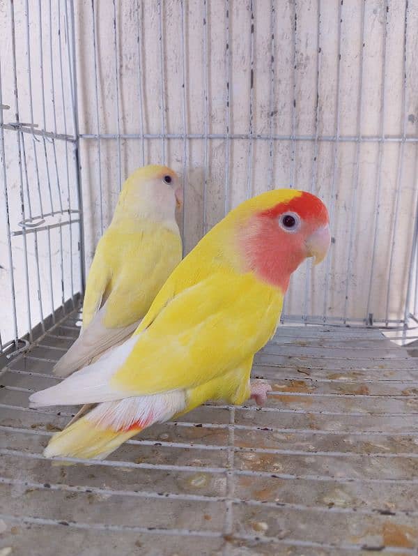 common lutino love bird 3