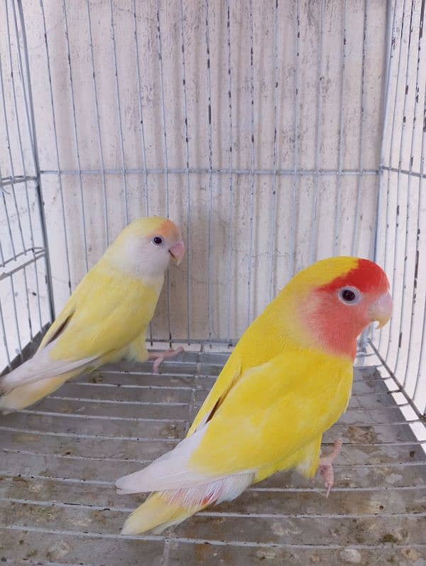 common lutino love bird 4