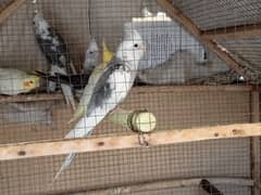 cockatiel for sale 4 piece hai