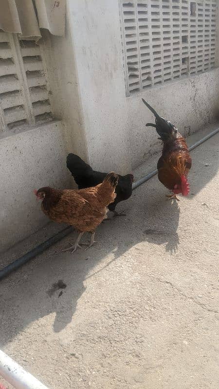 egg laying chickens 1