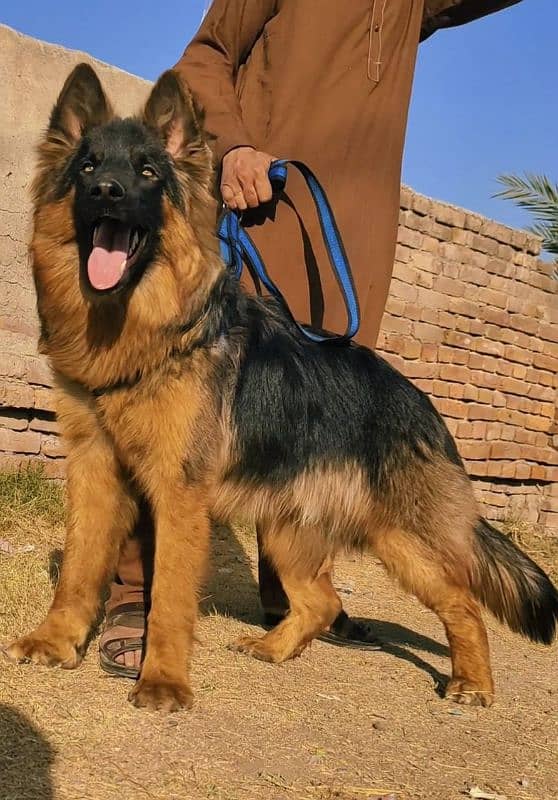 Belgium Shepherd security dog 7months male for sale 0