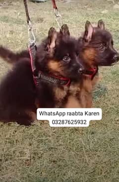 German Shepherd Puppy | Dog for sale | GSD | Black Mask | 03287625932